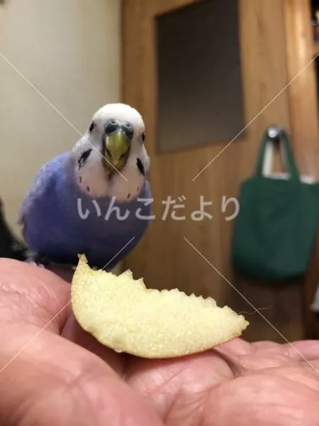 保護鳥の写真