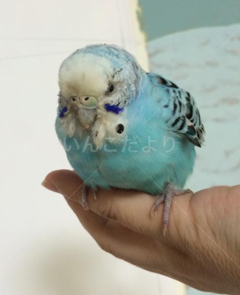 保護鳥の写真