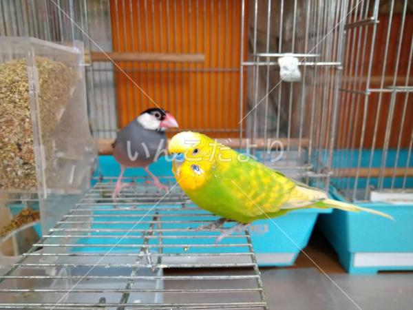 迷い鳥の写真