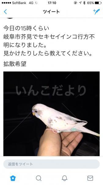 迷い鳥の写真