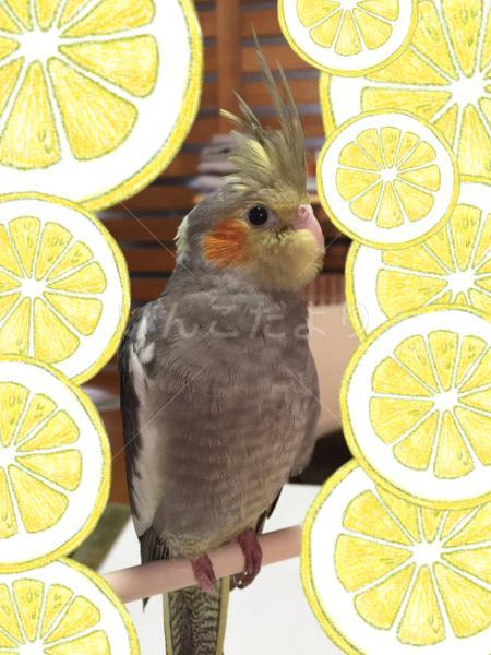 迷い鳥の写真