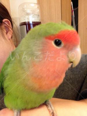 迷い鳥の写真