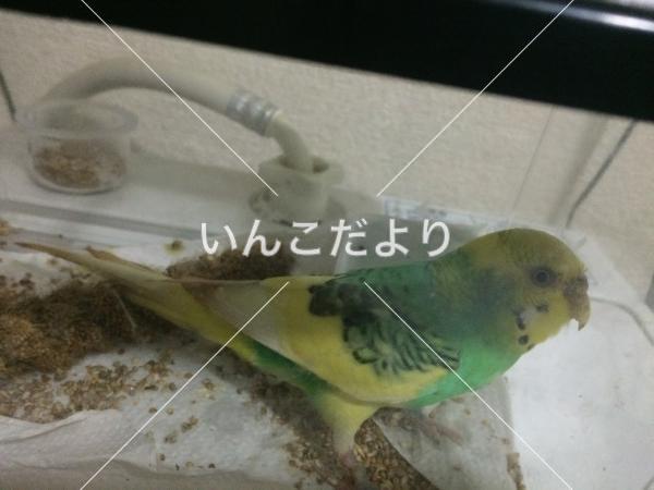 保護鳥の写真