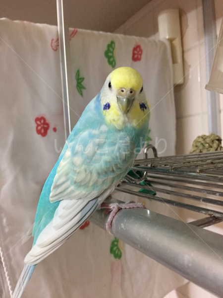 迷い鳥の写真