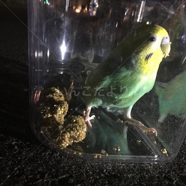 保護鳥の写真
