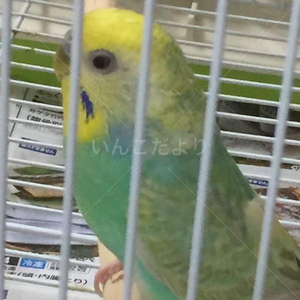保護鳥の写真