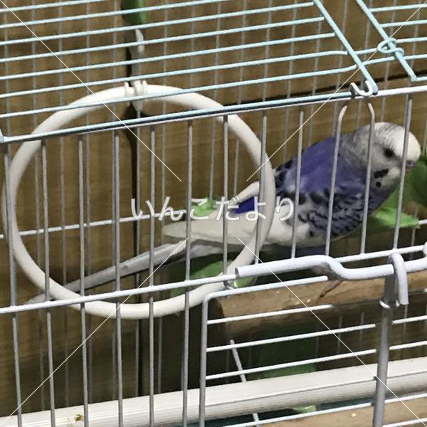 保護鳥の写真