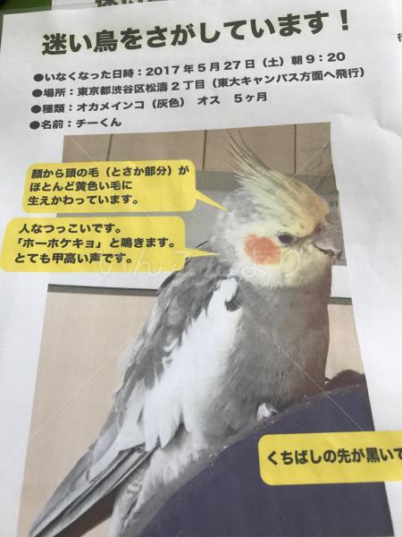 迷い鳥の写真
