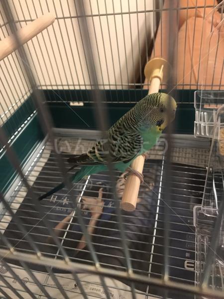 保護鳥の写真