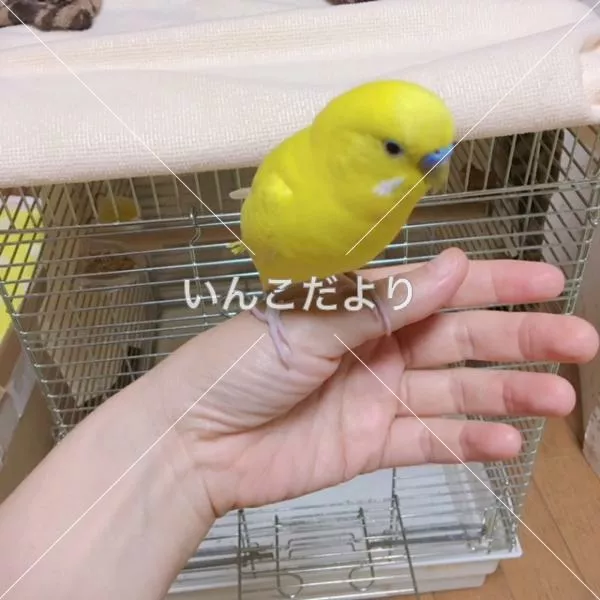保護鳥の写真