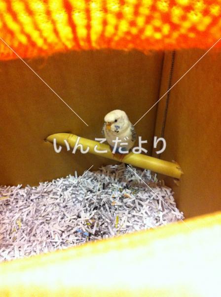 保護鳥の写真