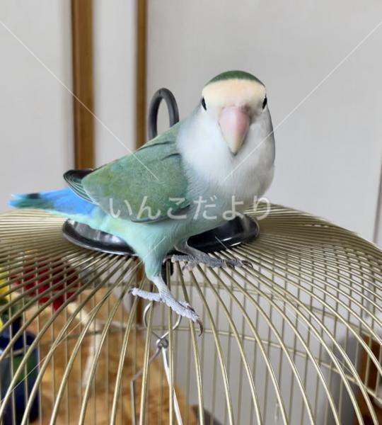 迷い鳥の写真