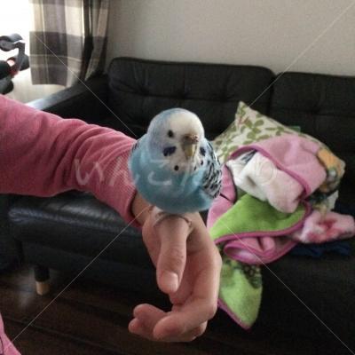 保護鳥の写真