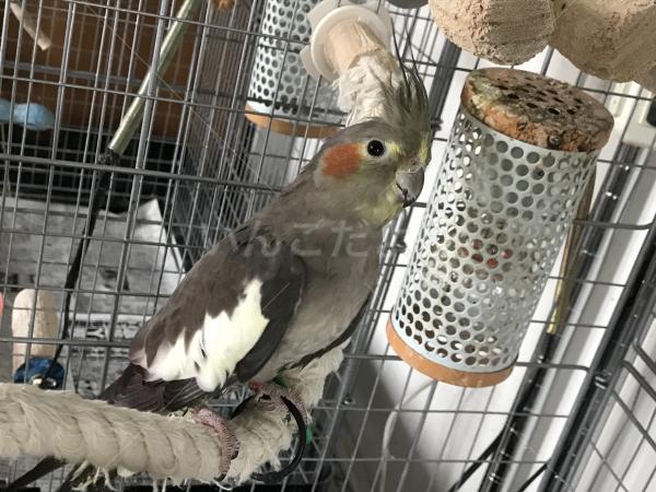保護鳥の写真