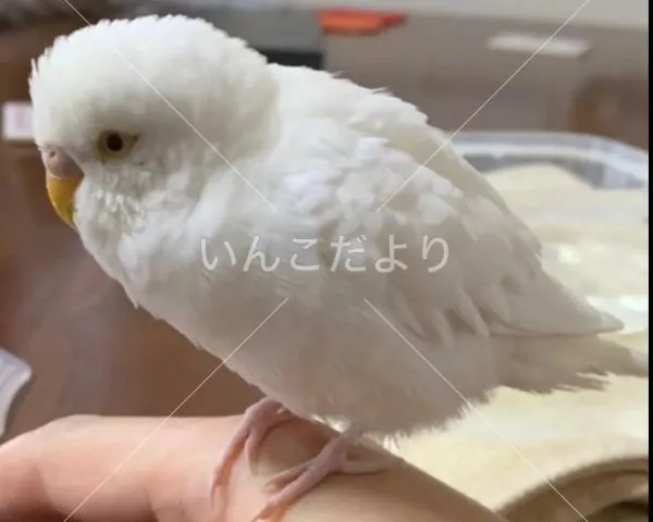 保護鳥の写真