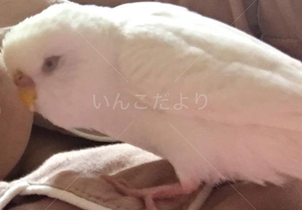 迷い鳥の写真
