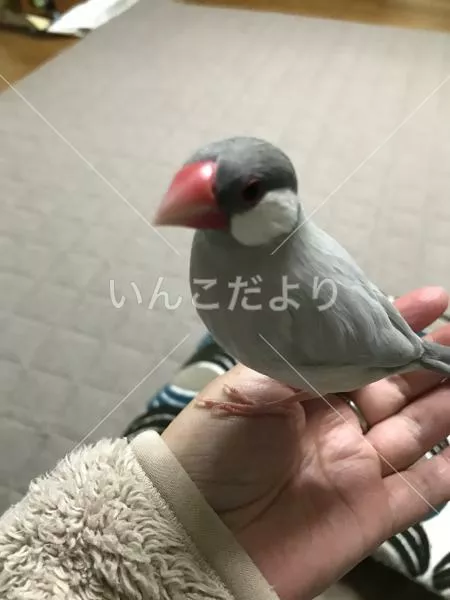 迷い鳥の写真