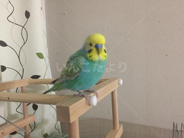 保護鳥の写真