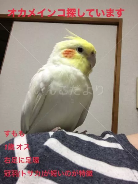 迷い鳥の写真