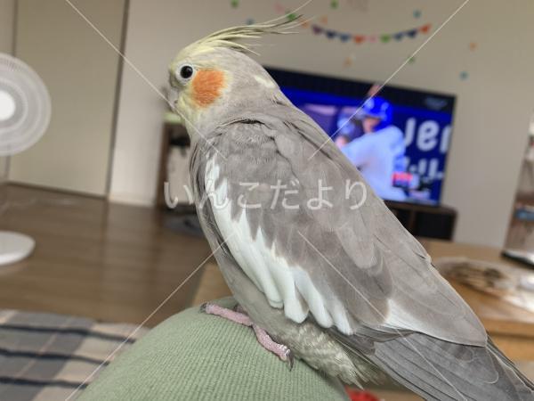 迷い鳥の写真