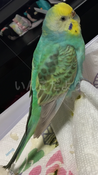 保護鳥の写真