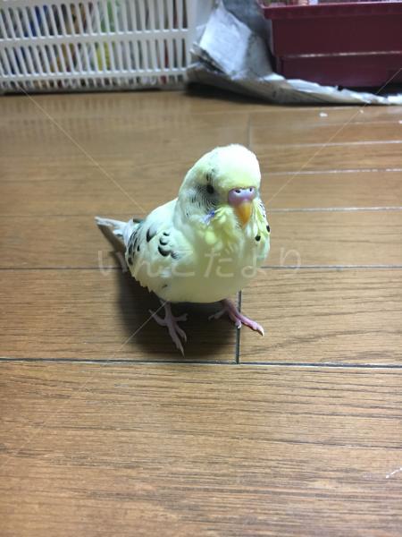 迷い鳥の写真