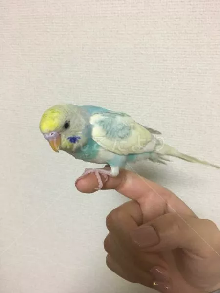 保護鳥の写真