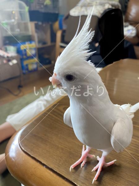 迷い鳥の写真