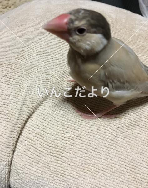 迷い鳥の写真