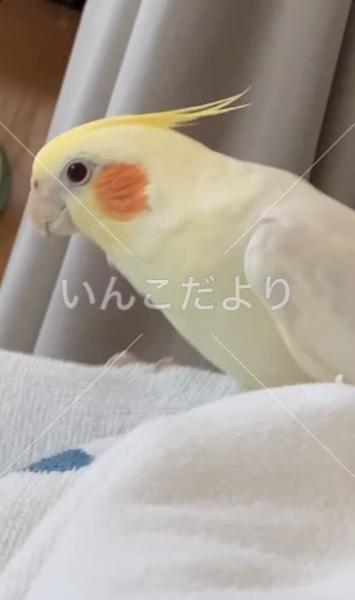 迷い鳥の写真