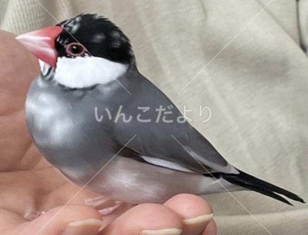 迷い鳥の写真