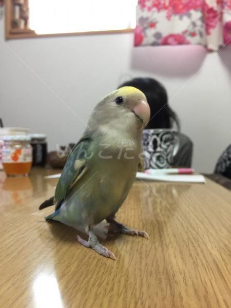 迷い鳥の写真