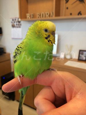 保護鳥の写真
