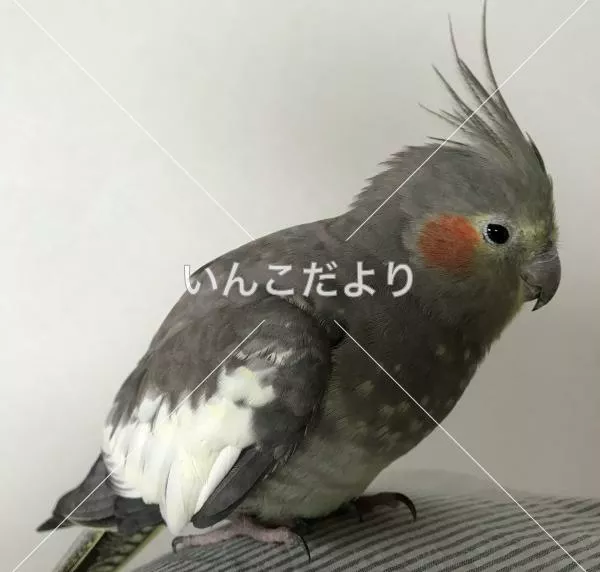 保護鳥の写真