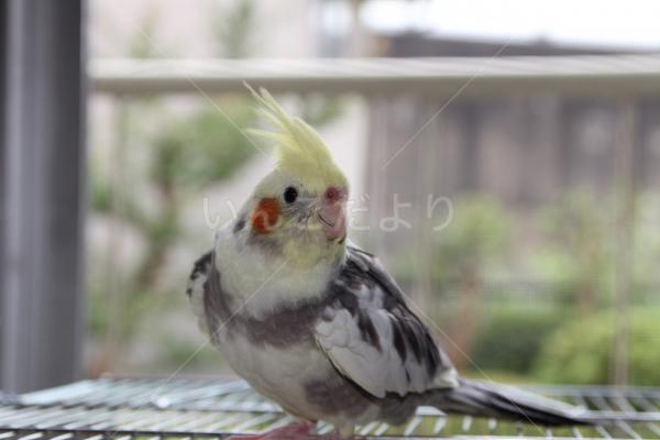 迷い鳥の写真