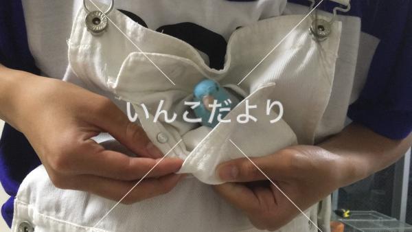 迷い鳥の写真