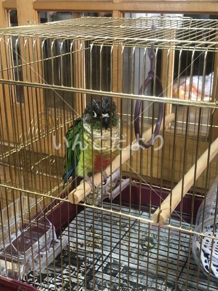保護鳥の写真