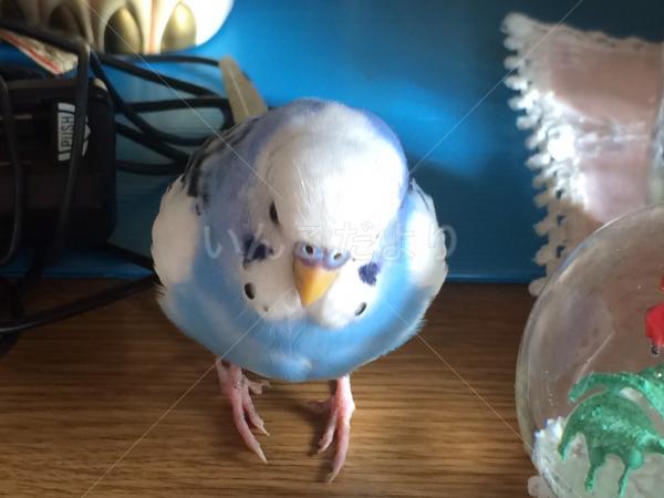 保護鳥の写真