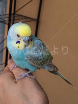 保護鳥の写真