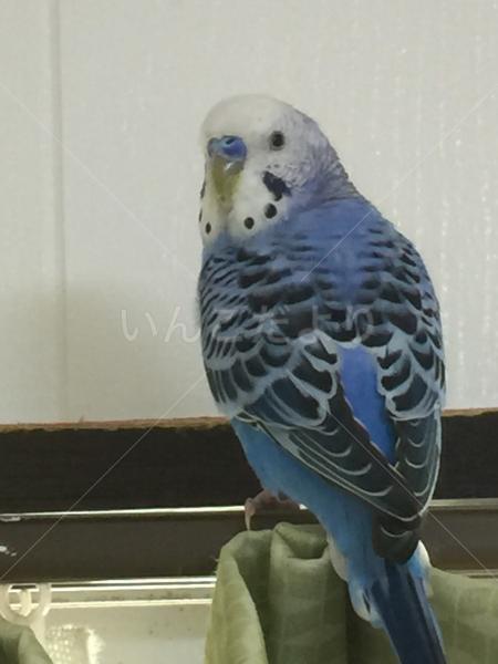 保護鳥の写真