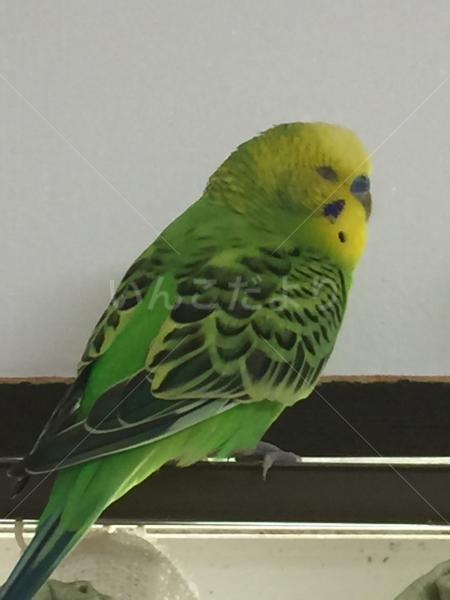 保護鳥の写真