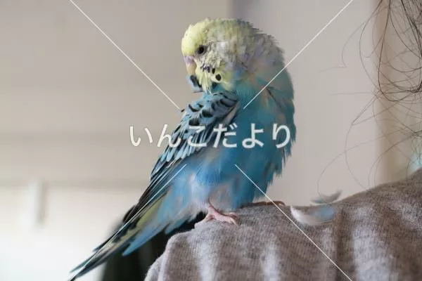 保護鳥の写真