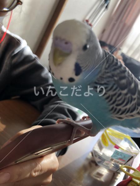 迷い鳥の写真