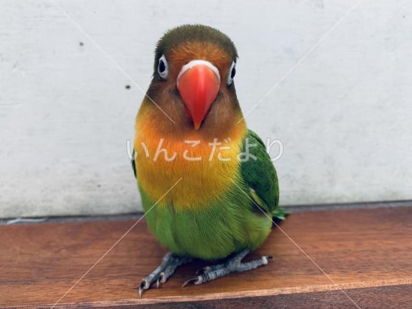 迷い鳥の写真