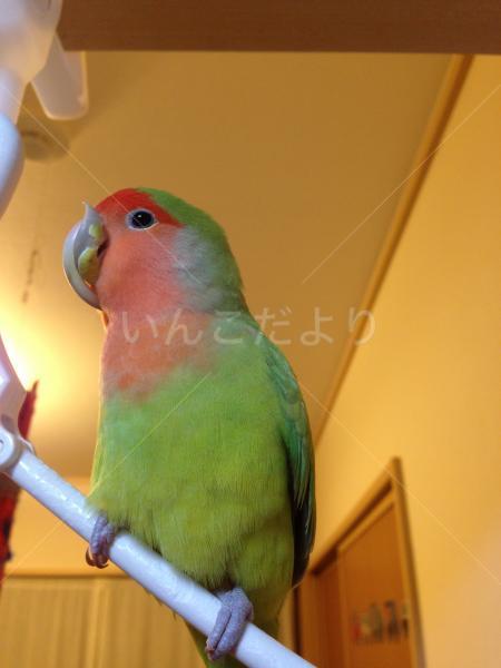 迷い鳥の写真