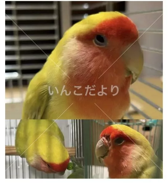 保護鳥の写真