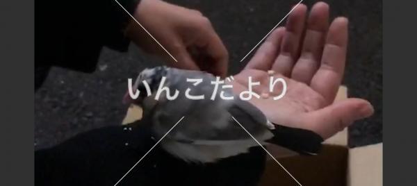 保護鳥の写真