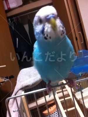 迷い鳥の写真