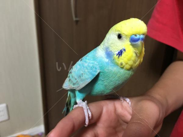 保護鳥の写真