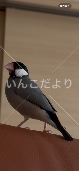 迷い鳥の写真